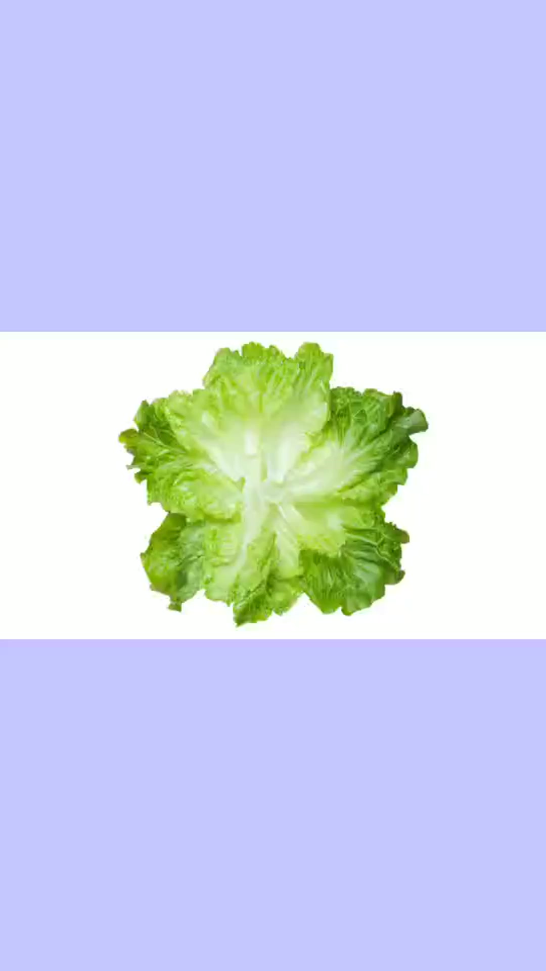 生菜和罗马生菜有什么区别?
