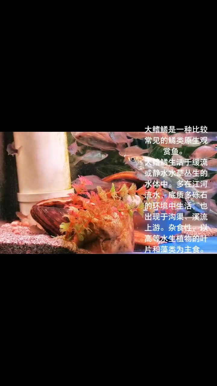 大鳍鱊和鳑鲏区别,我来给你讲解