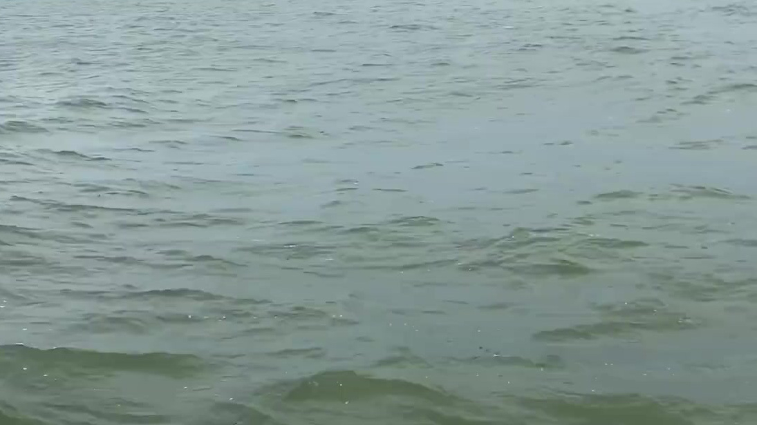 【粉可爱!珠江水域现粉色海豚群】7月30日,广东珠海海事局人员在珠江口水域巡航过程中,偶遇