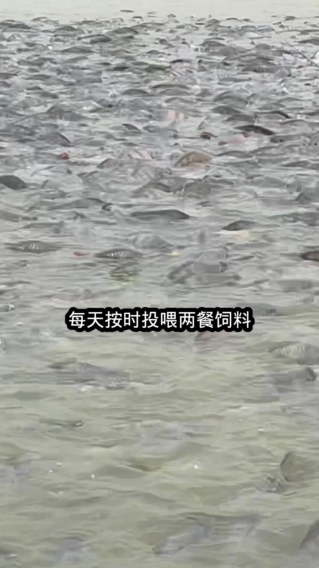 脆肉罗非鱼的养殖技术和步骤