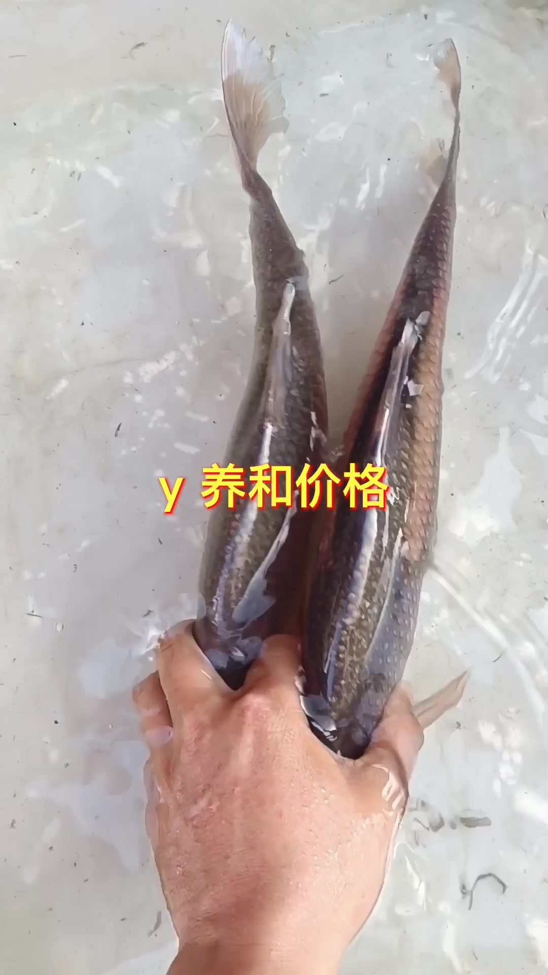 鳊花鱼,法罗鱼,乌苏里江鱼