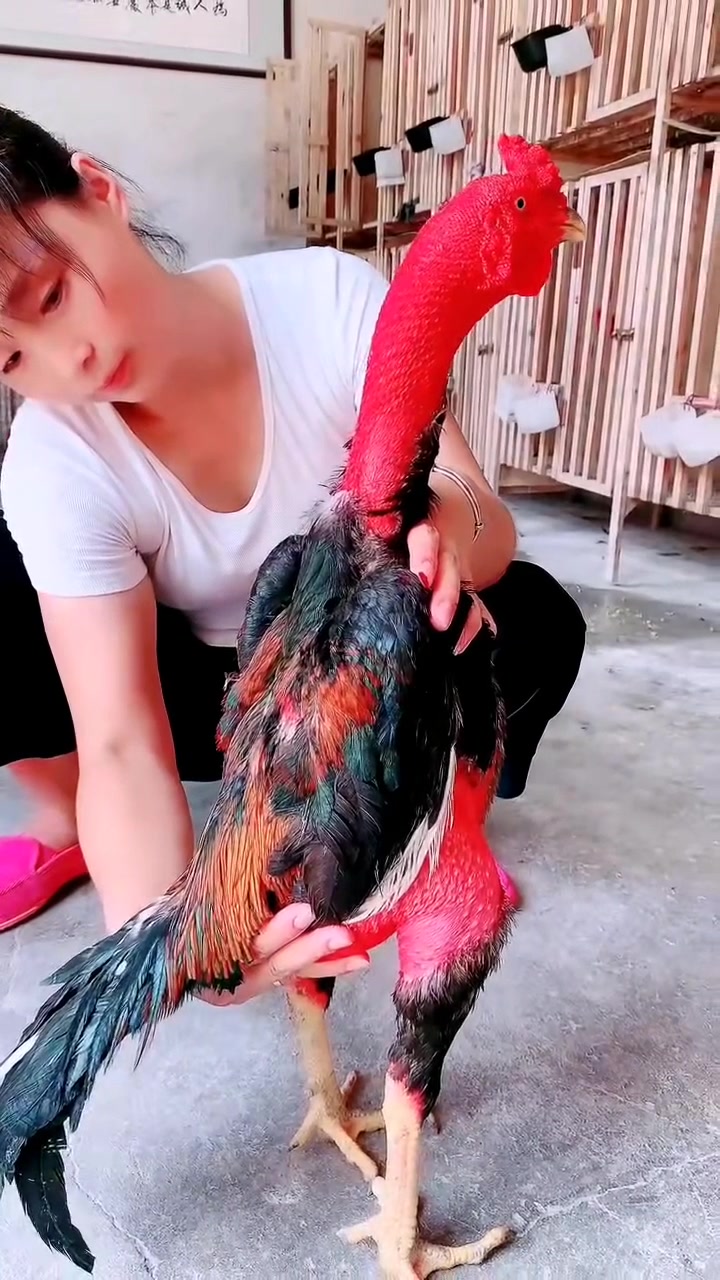 #怎么训练越南斗鸡#看斗鸡哪里为上品鸡
