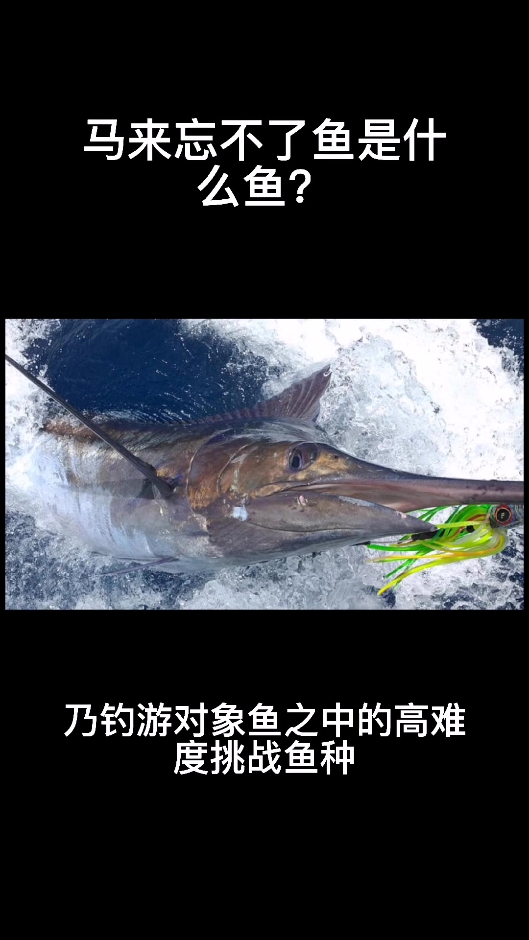 马来忘不了鱼是什么鱼?