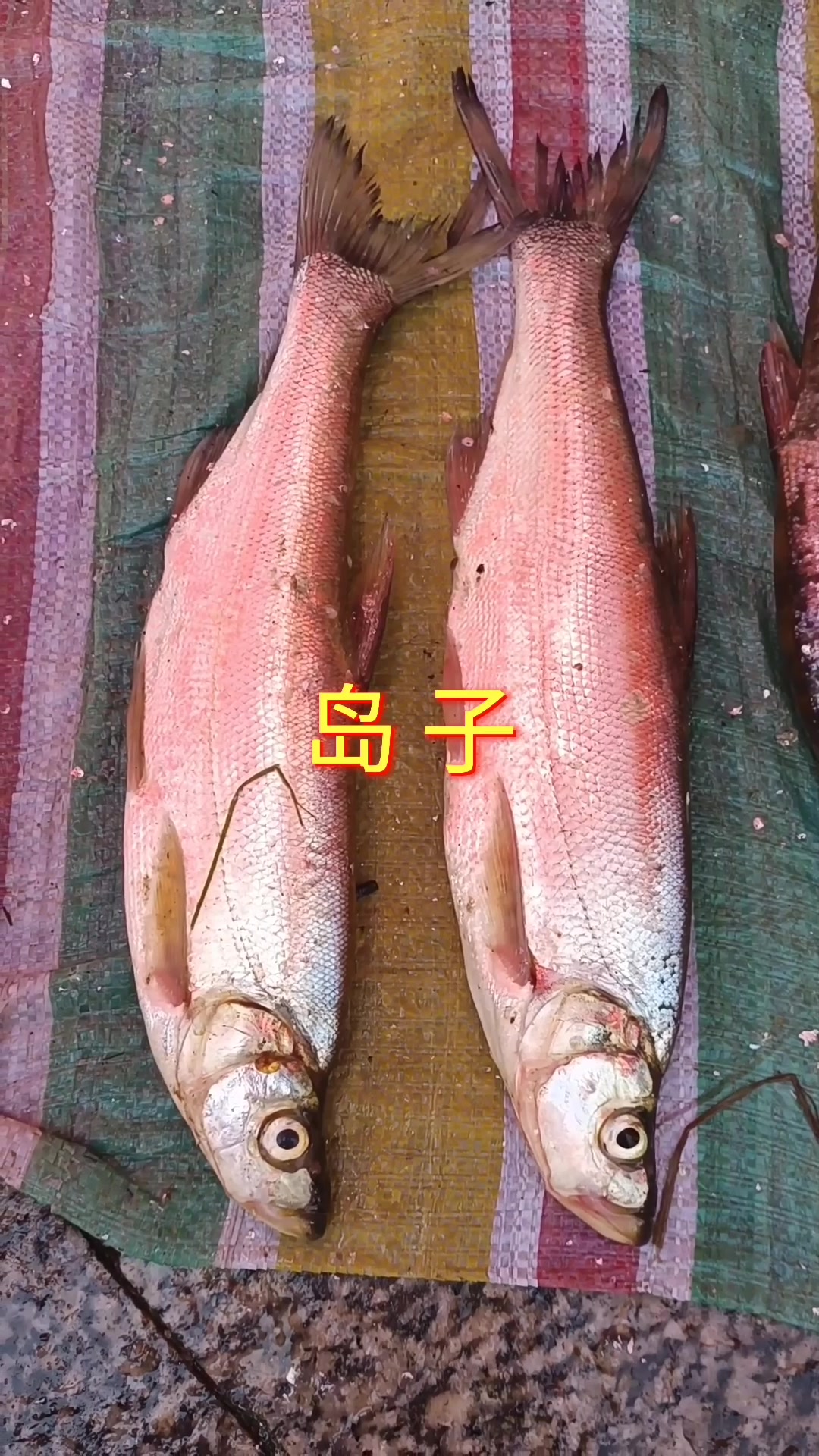 江鱼大全乌苏里江ye生江鱼