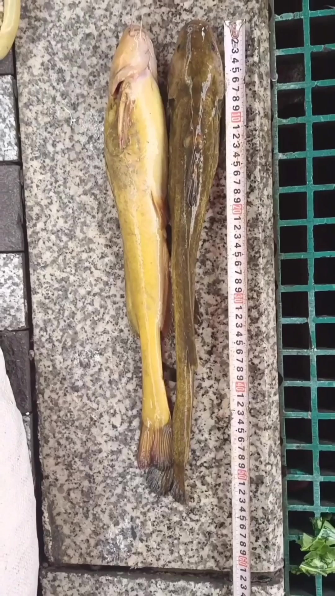 牛尾巴鱼,乌苏里江鱼