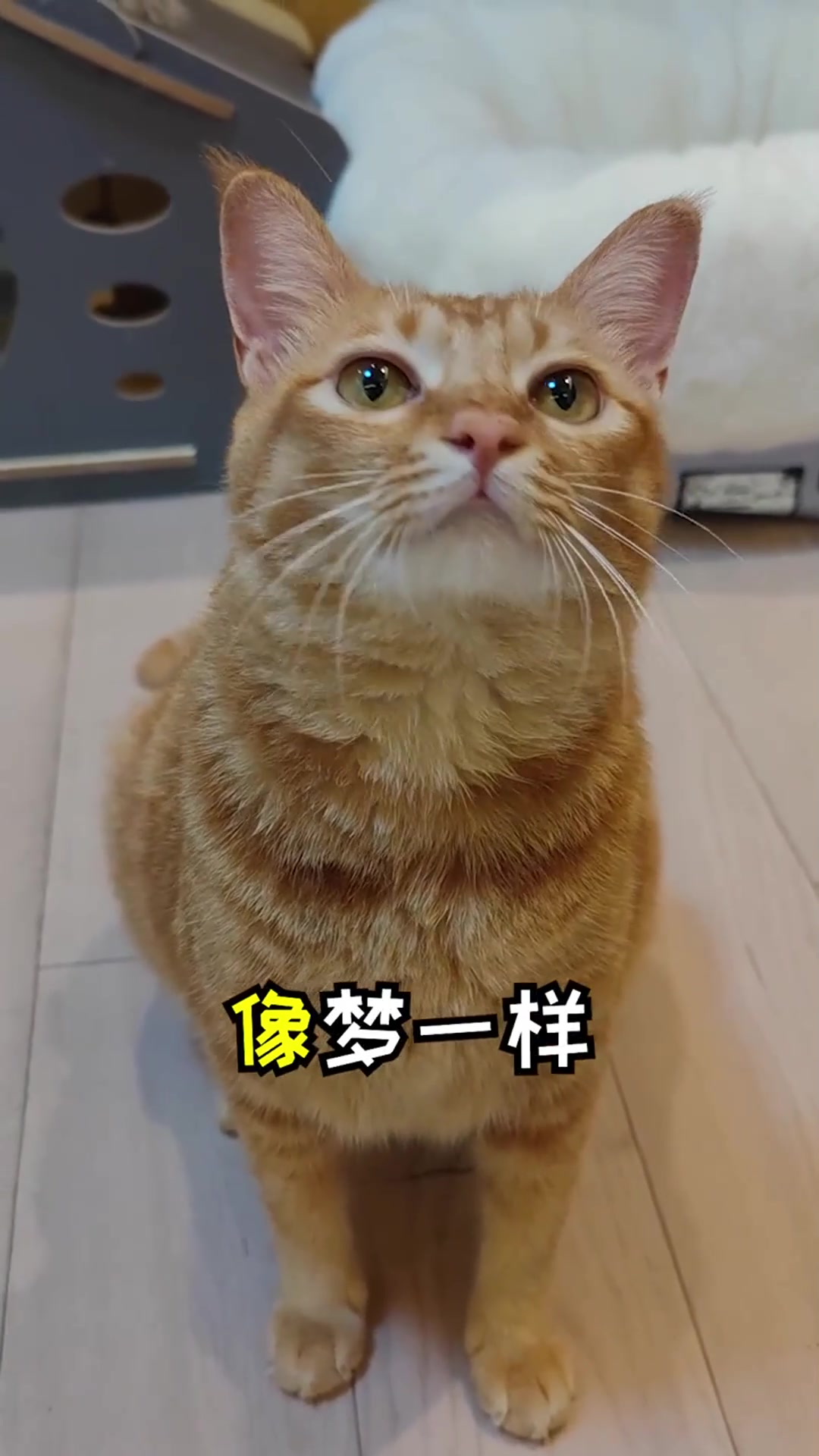 猫咪“唱歌”的一幕,我看了好几遍,感觉是真唱的!