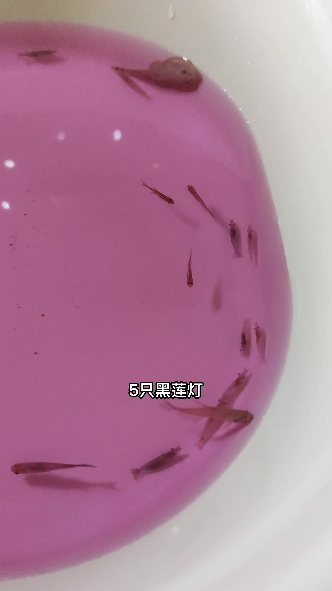帝王灯鱼请回家,鱼缸气质一下就上来了