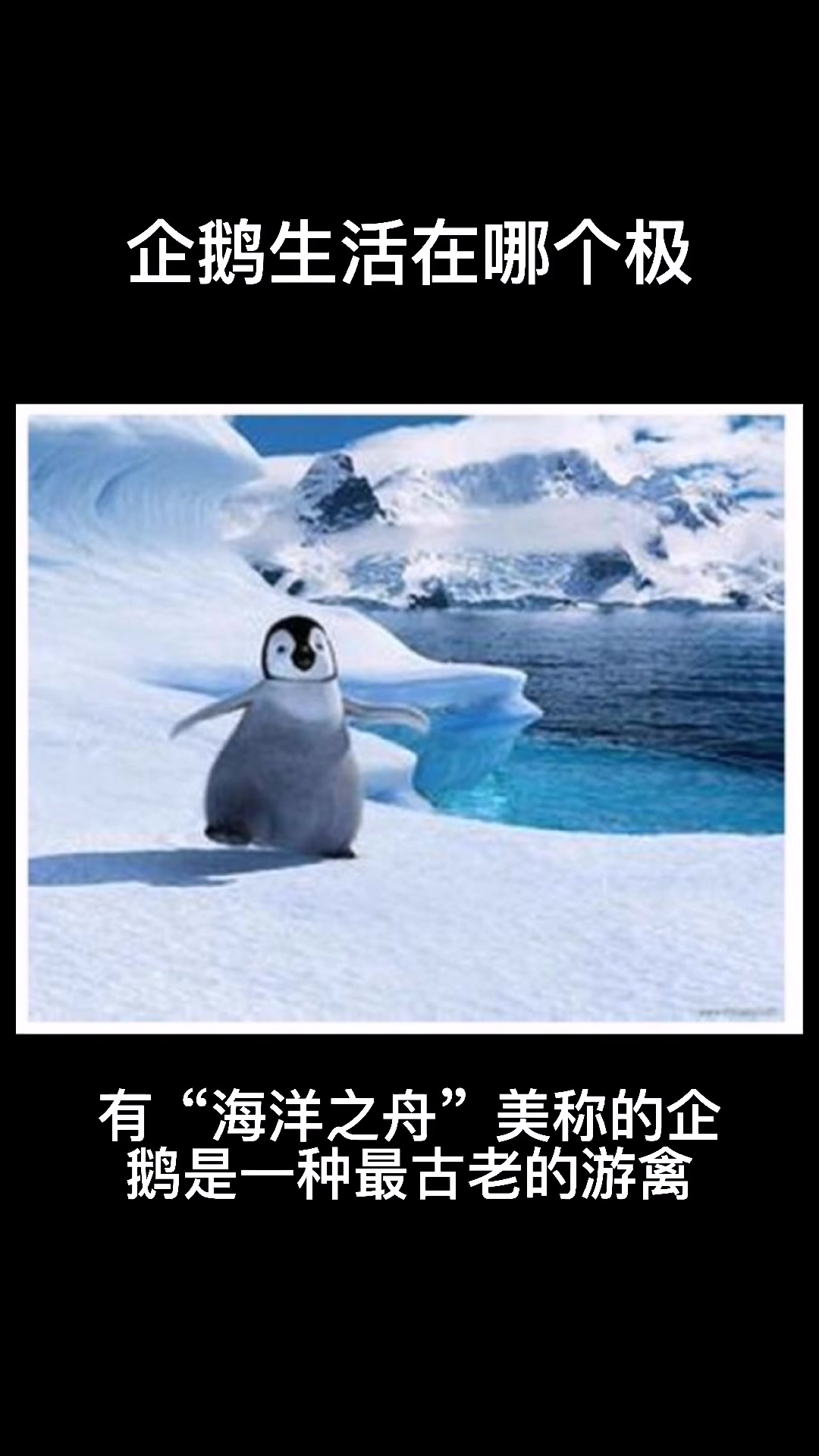 企鹅生活在哪个极      