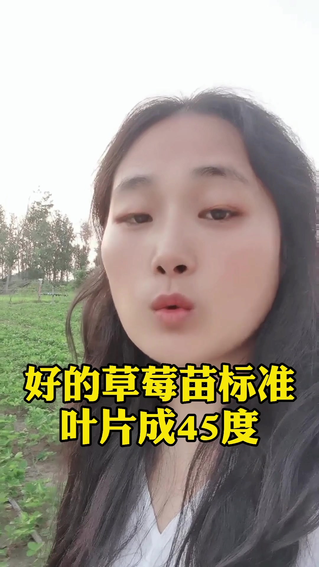 健康草莓苗标准?怎么挑选草莓苗?草莓圈