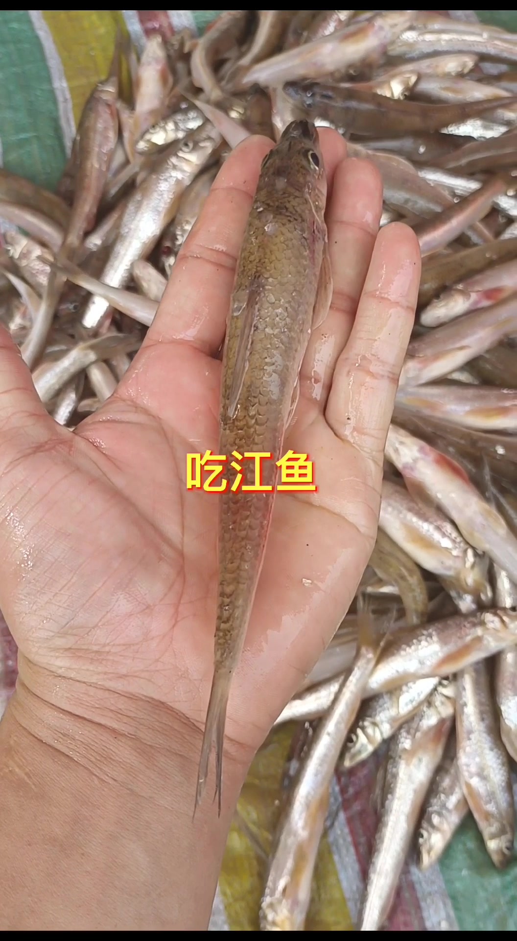 船丁子鱼,乌苏里江鱼