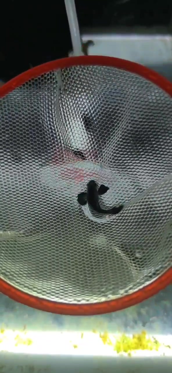 熊猫孔雀鱼  孔雀鱼