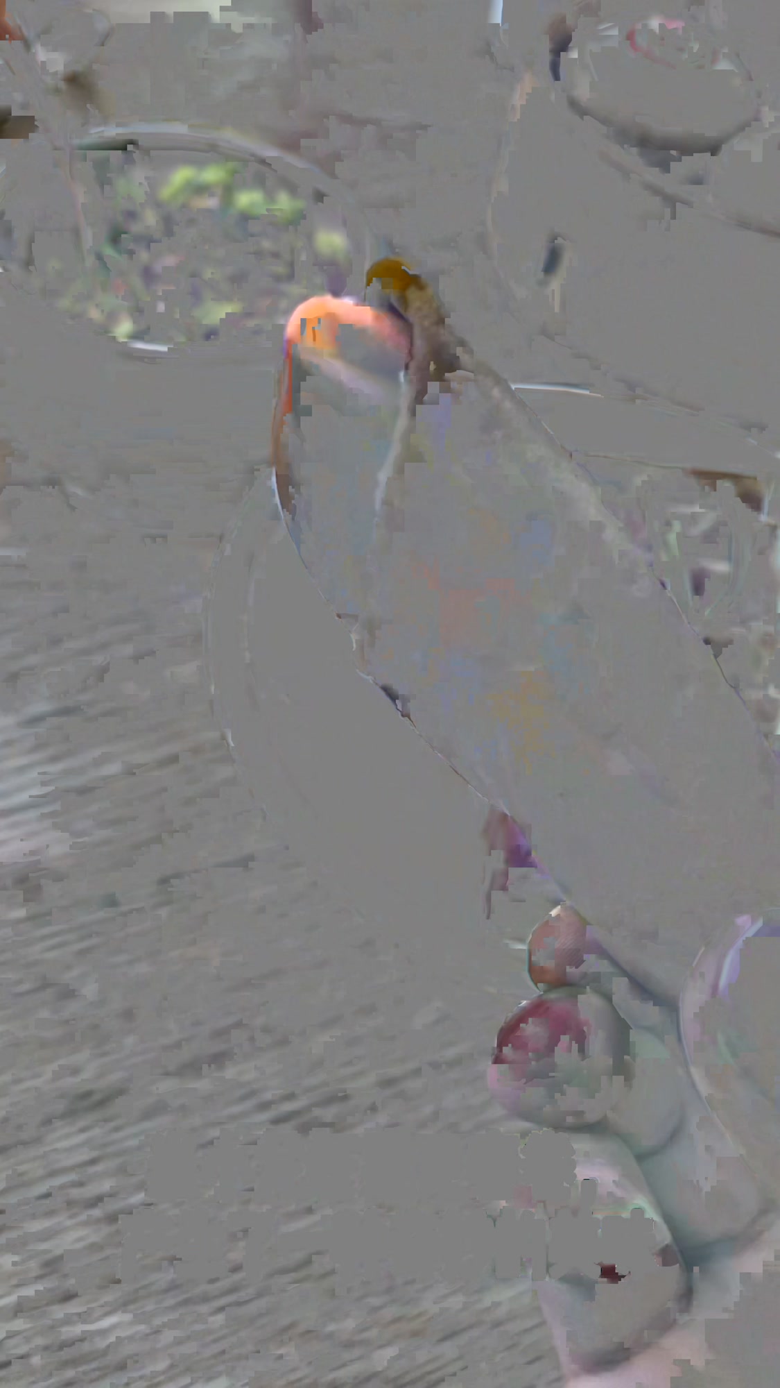 杭城定制款小笼包|东坡肉肉小笼包