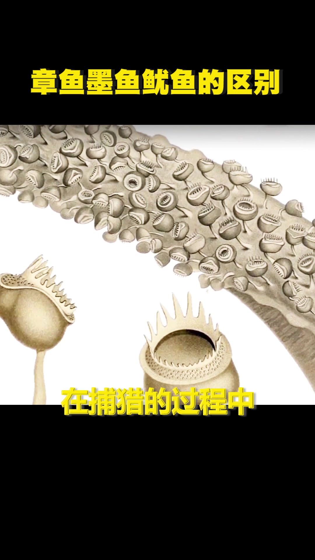 章鱼墨鱼鱿鱼的区别,怎么做才好吃呢