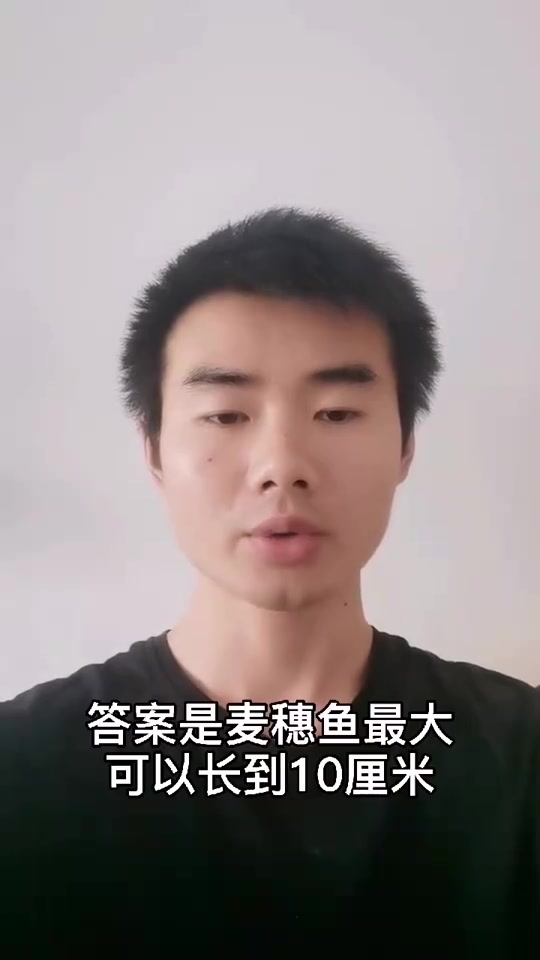 麦穗鱼能长多大?