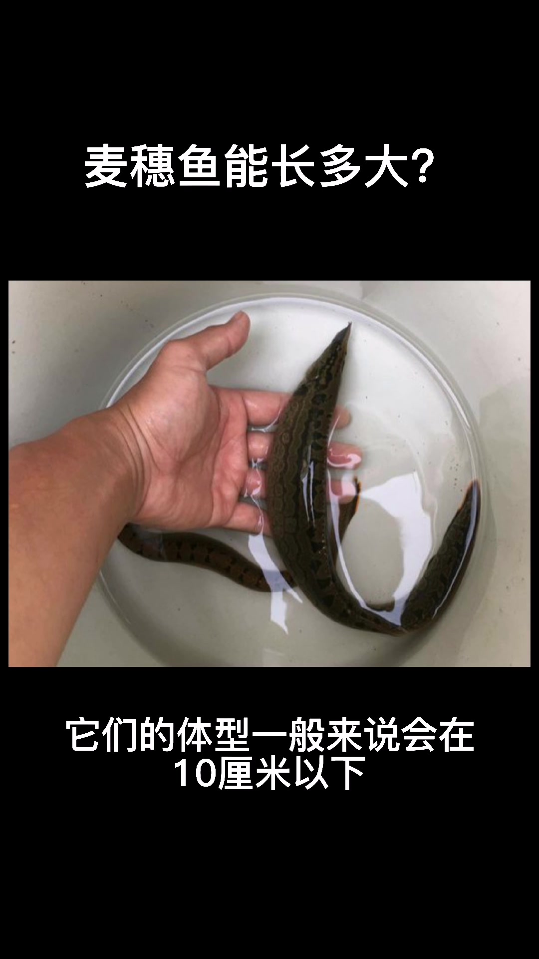 麦穗鱼能长多大?