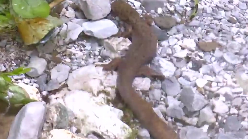 【四川眉山首次拍到山溪鲵】近日,四川省眉山市洪雅县林场护林员巡山时,在瓦屋山境内拍摄到一条