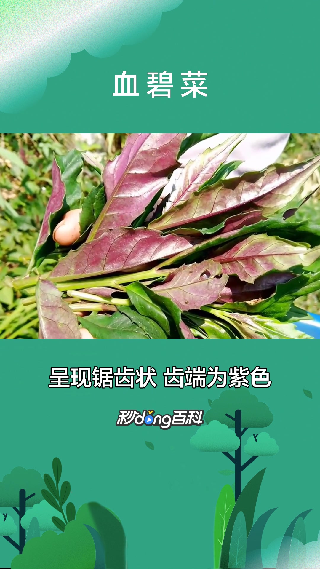 一分钟了解植物血碧菜