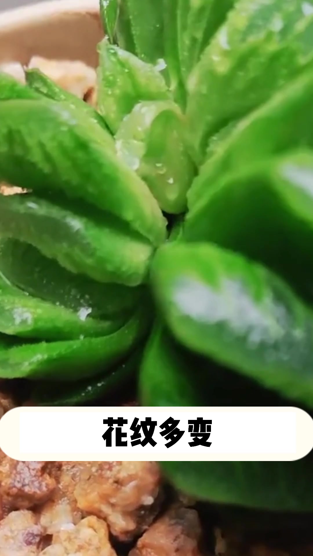多肉玉扇的小知识