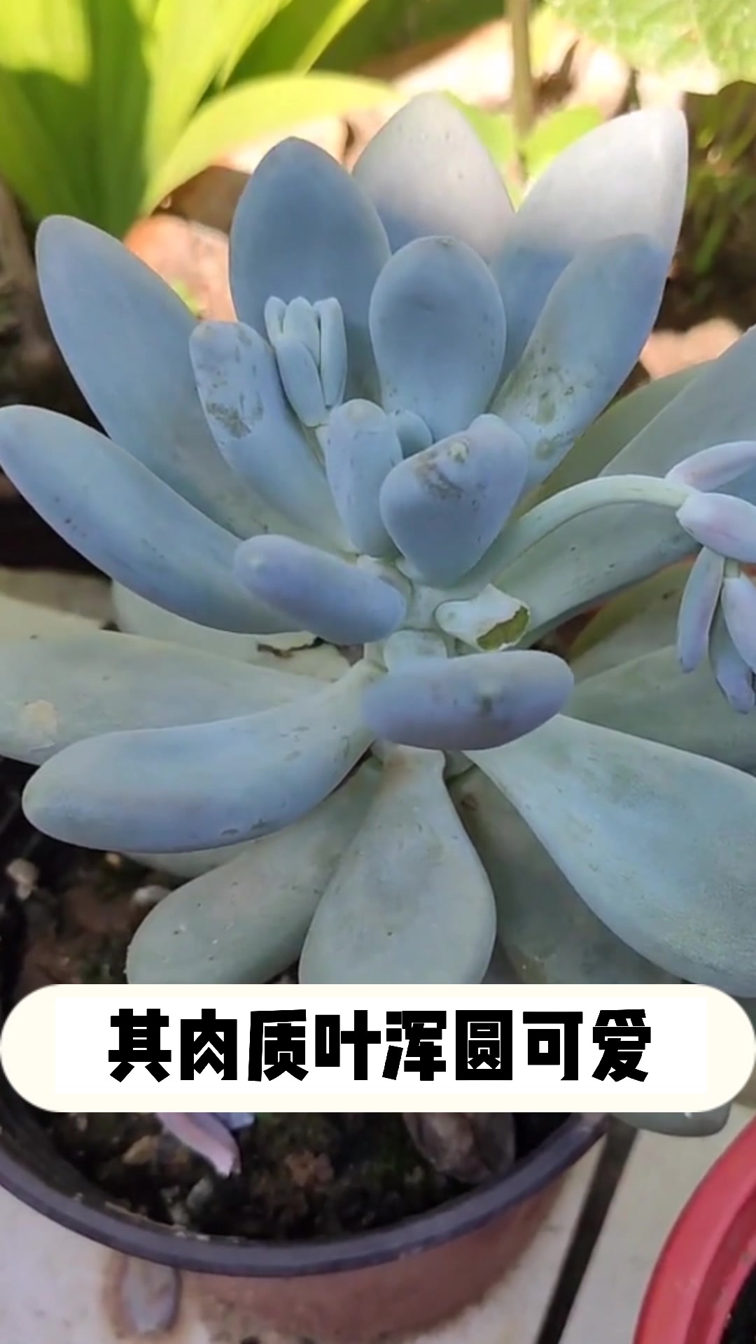 多肉星美人的小知识