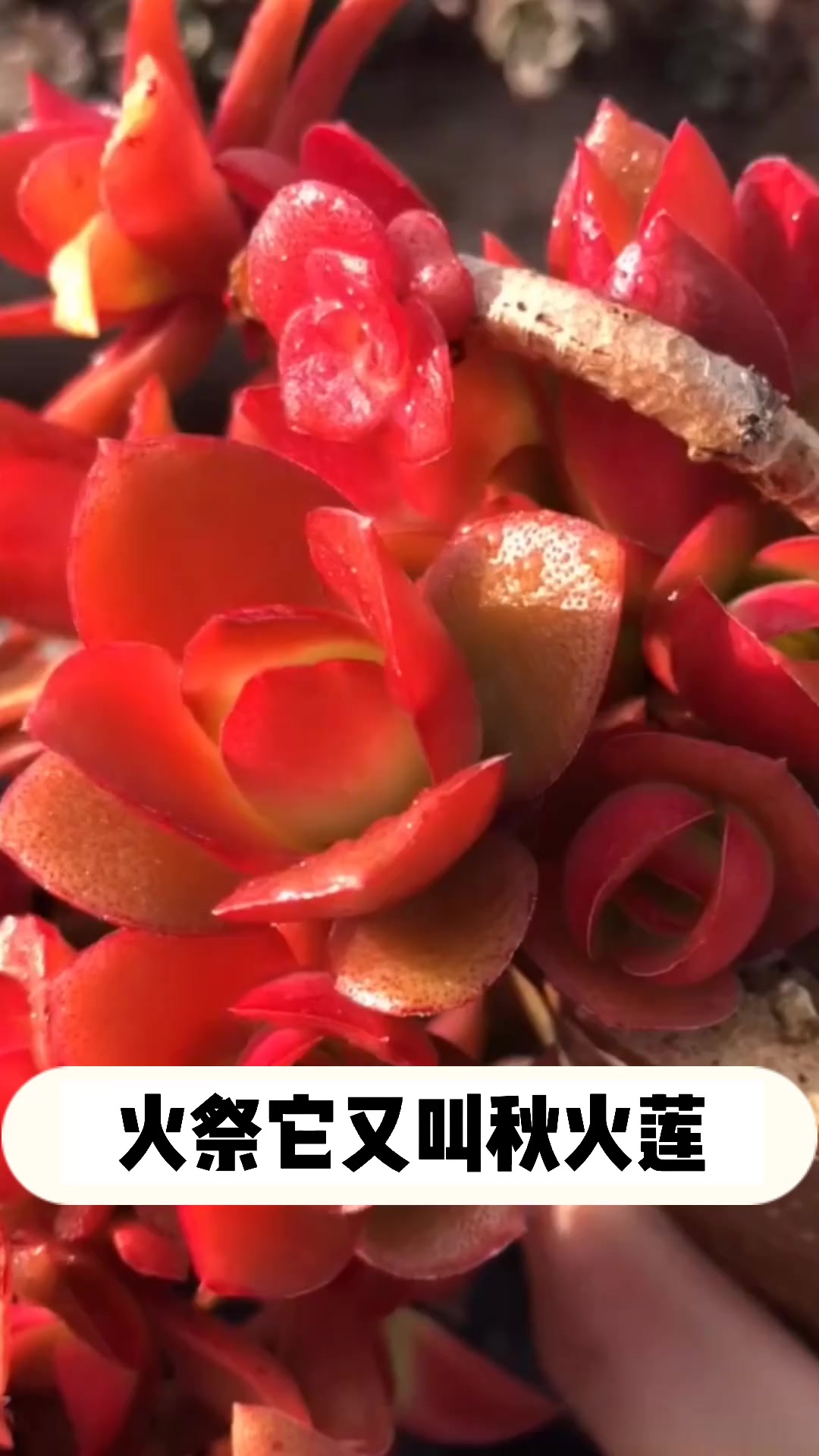多肉火祭的小知识