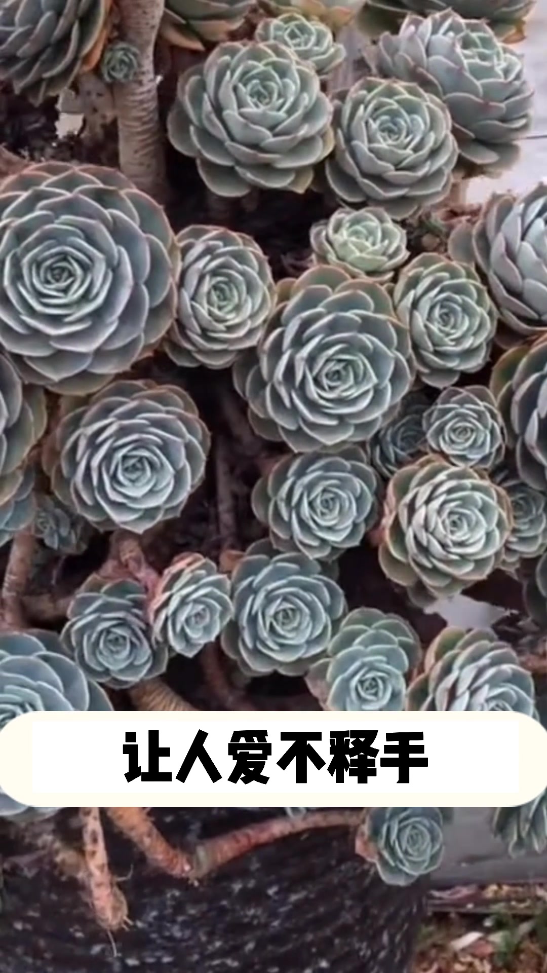 多肉玉蝶的小知识