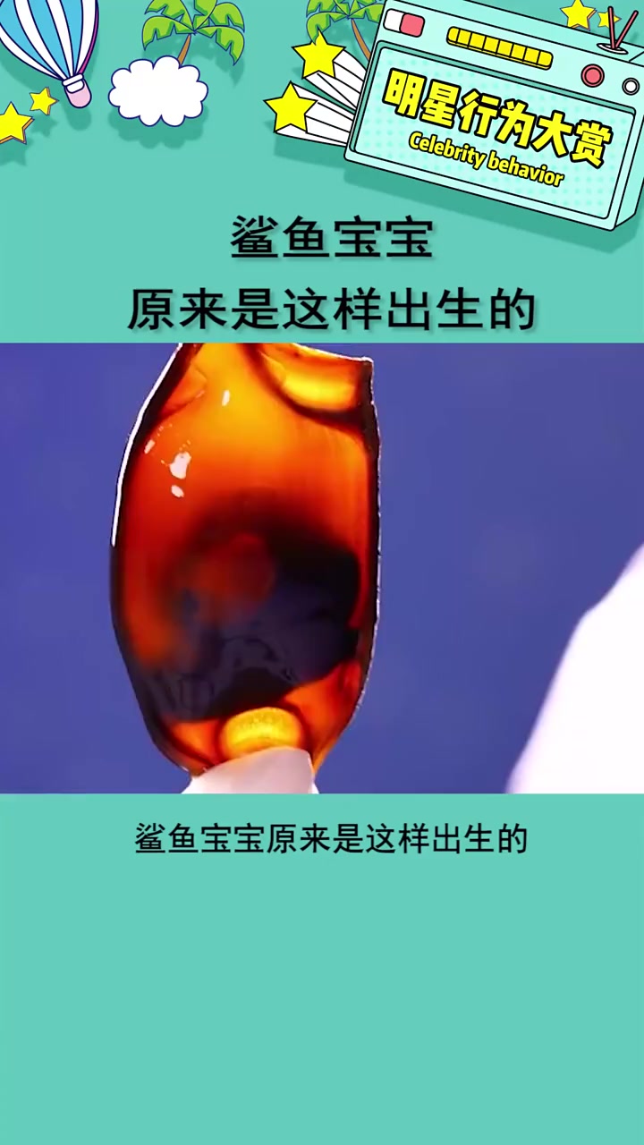 鲨鱼宝宝原来是这样出生的?过程太过于顺畅,涨见识了