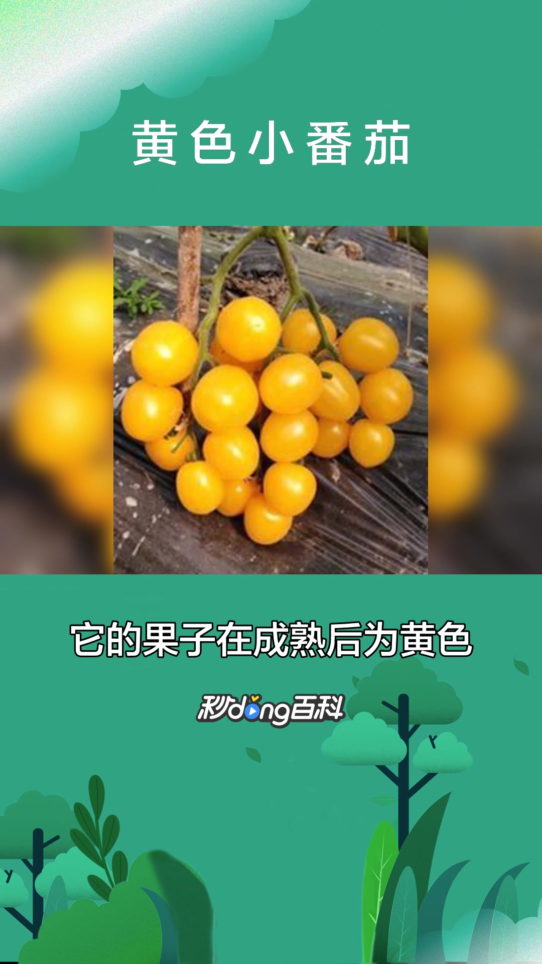 一分钟了解植物黄色小番茄