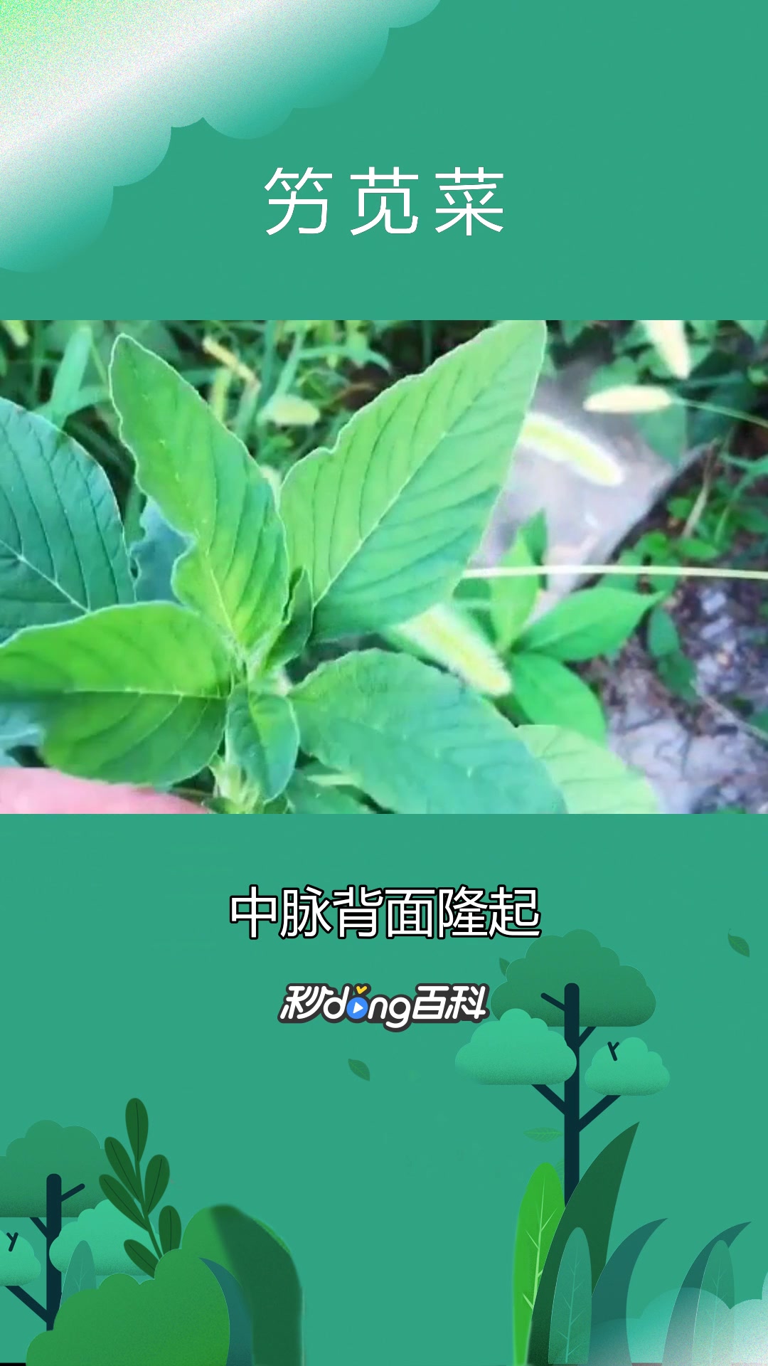 一分钟了解植物竻苋菜
