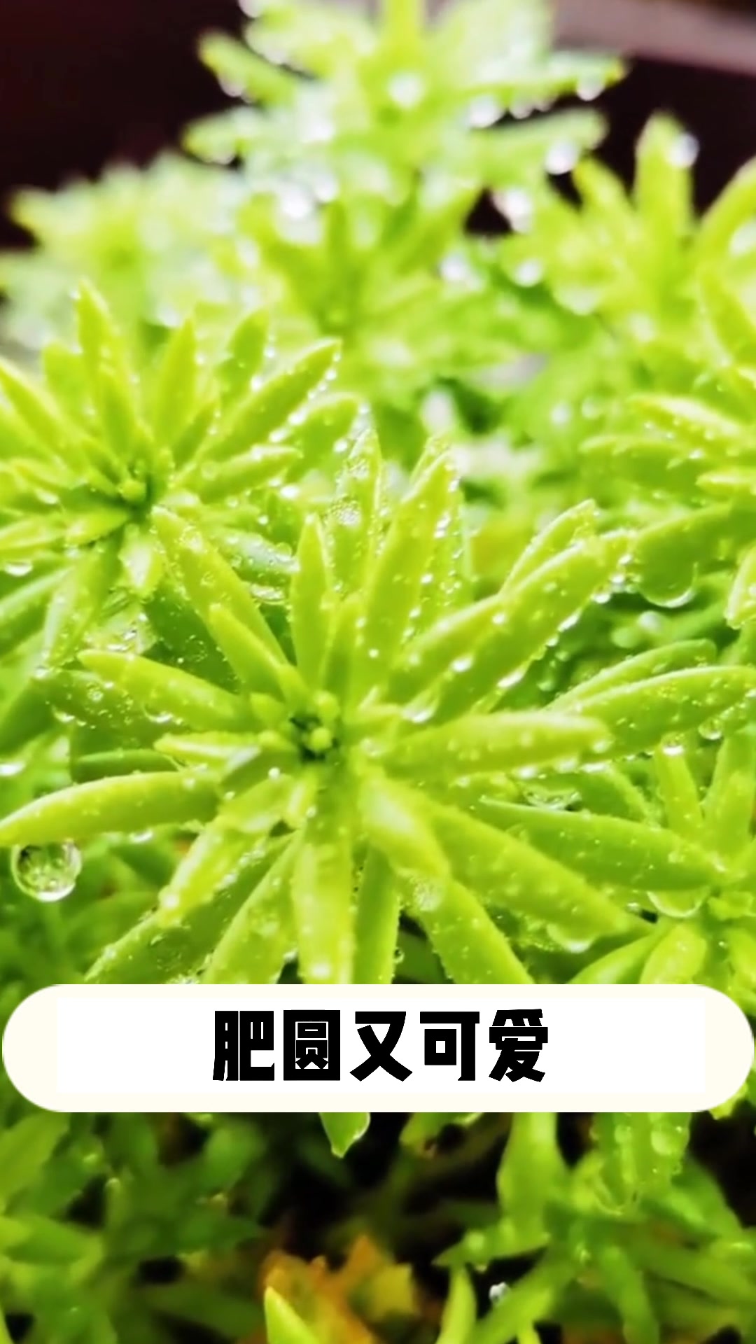 多肉佛甲草的小知识