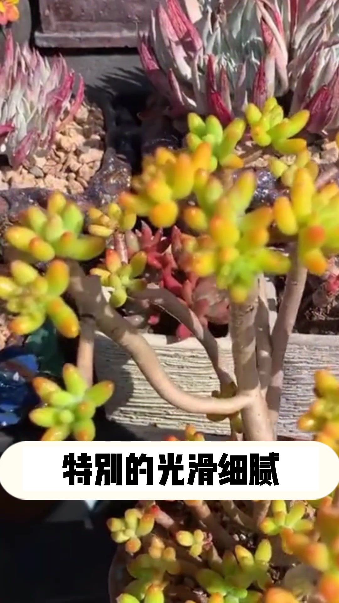 多肉八千代的小知识