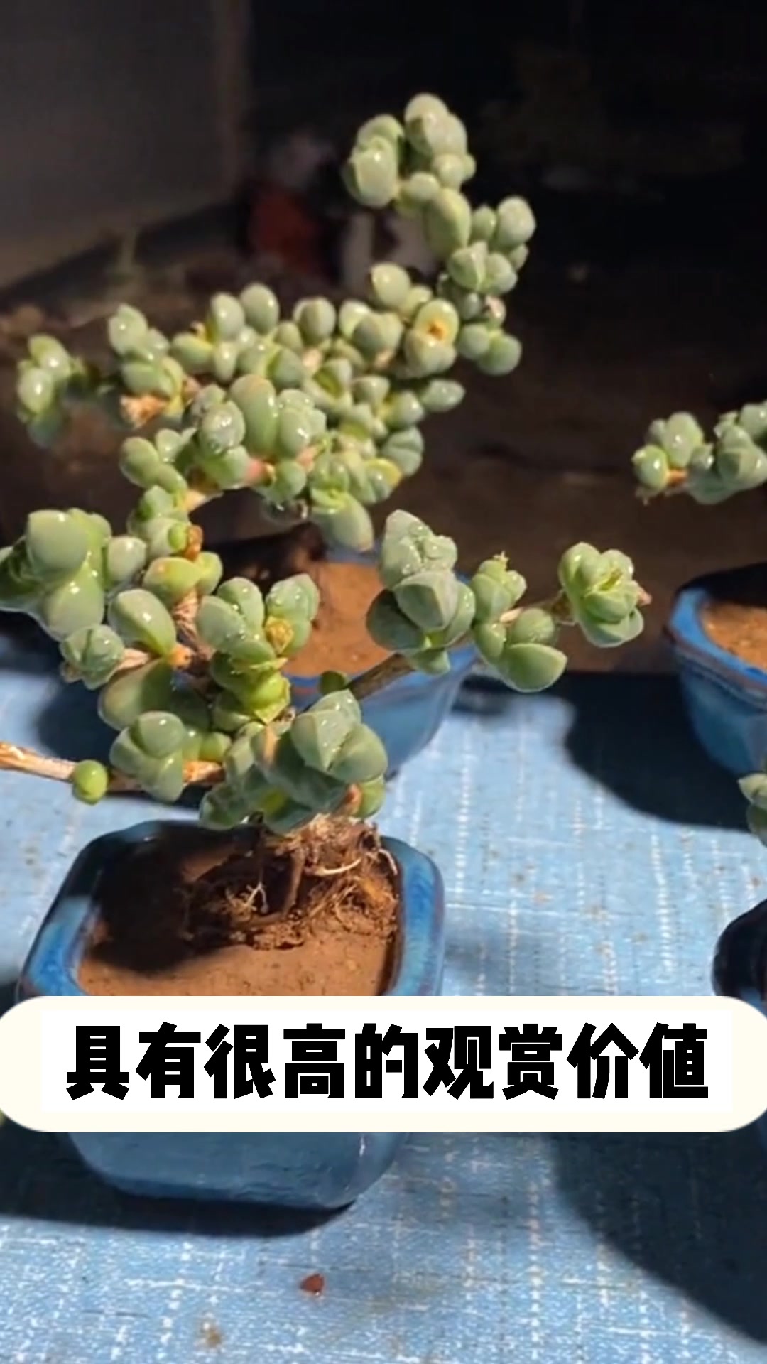 多肉鹿角海棠的小知识