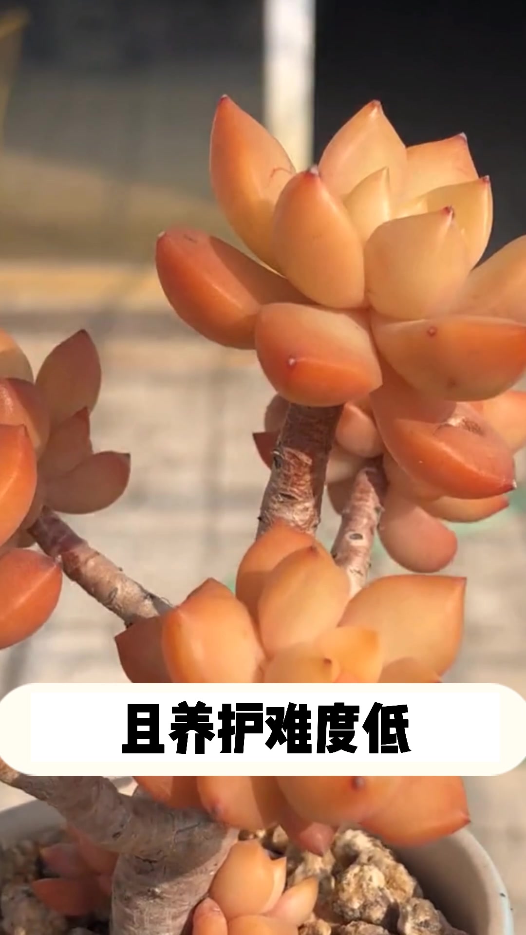 多肉黄丽的小知识