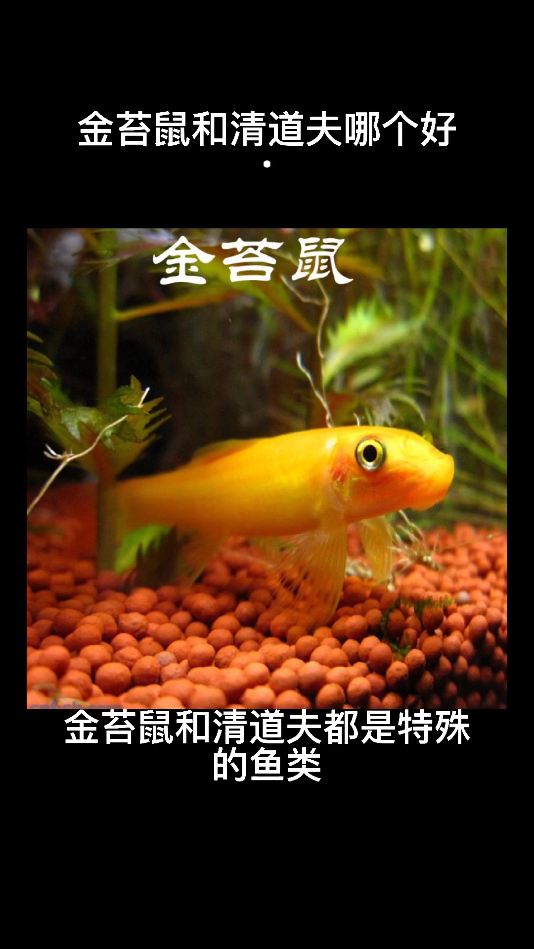 金苔鼠和清道夫哪个好