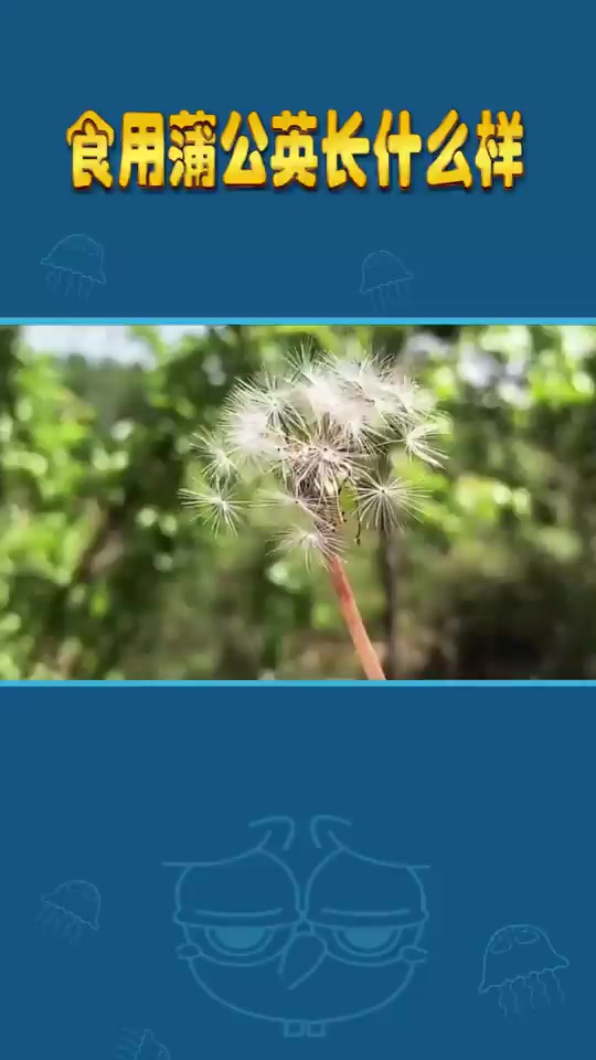 蒲公英长什么样子