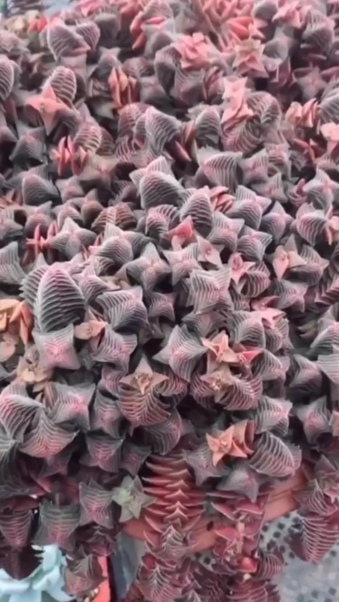 多肉茜之塔的小知识