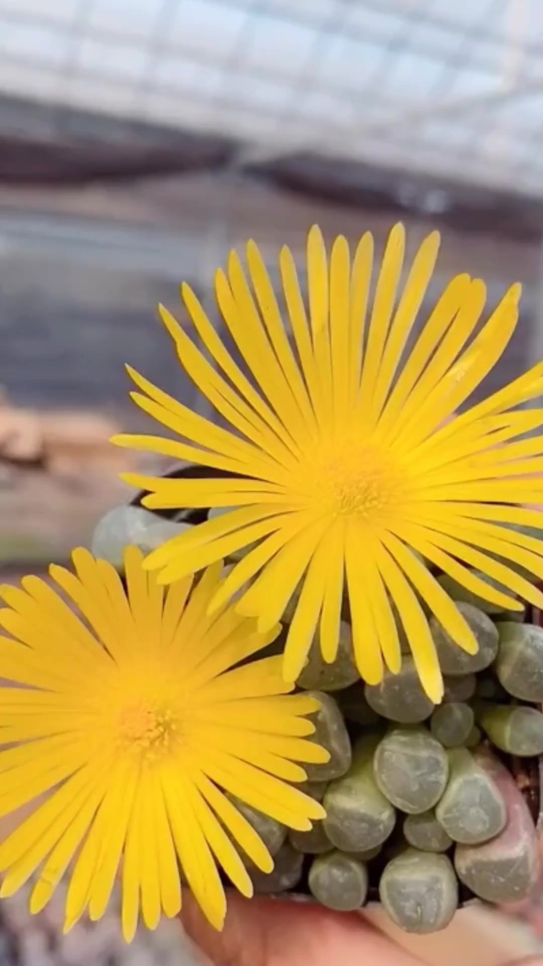 多肉五十铃玉的小知识