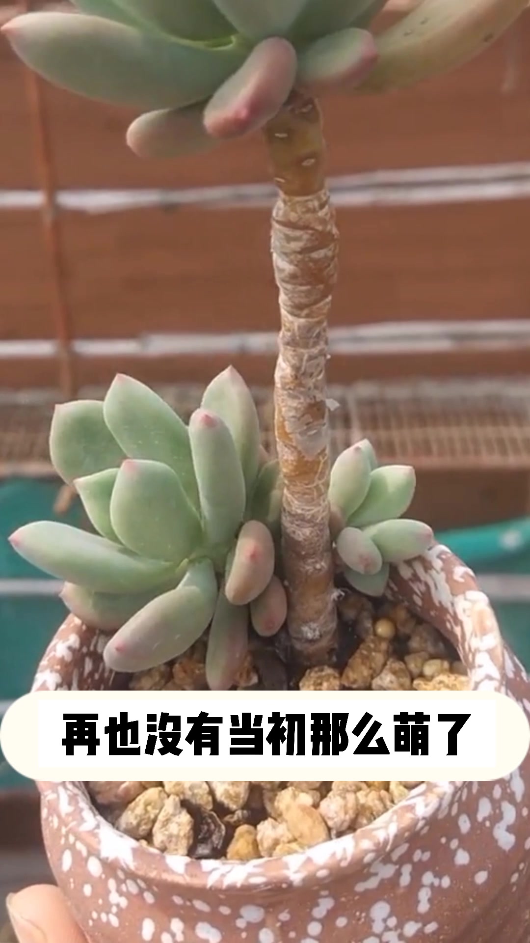 多肉青星美人的小知识