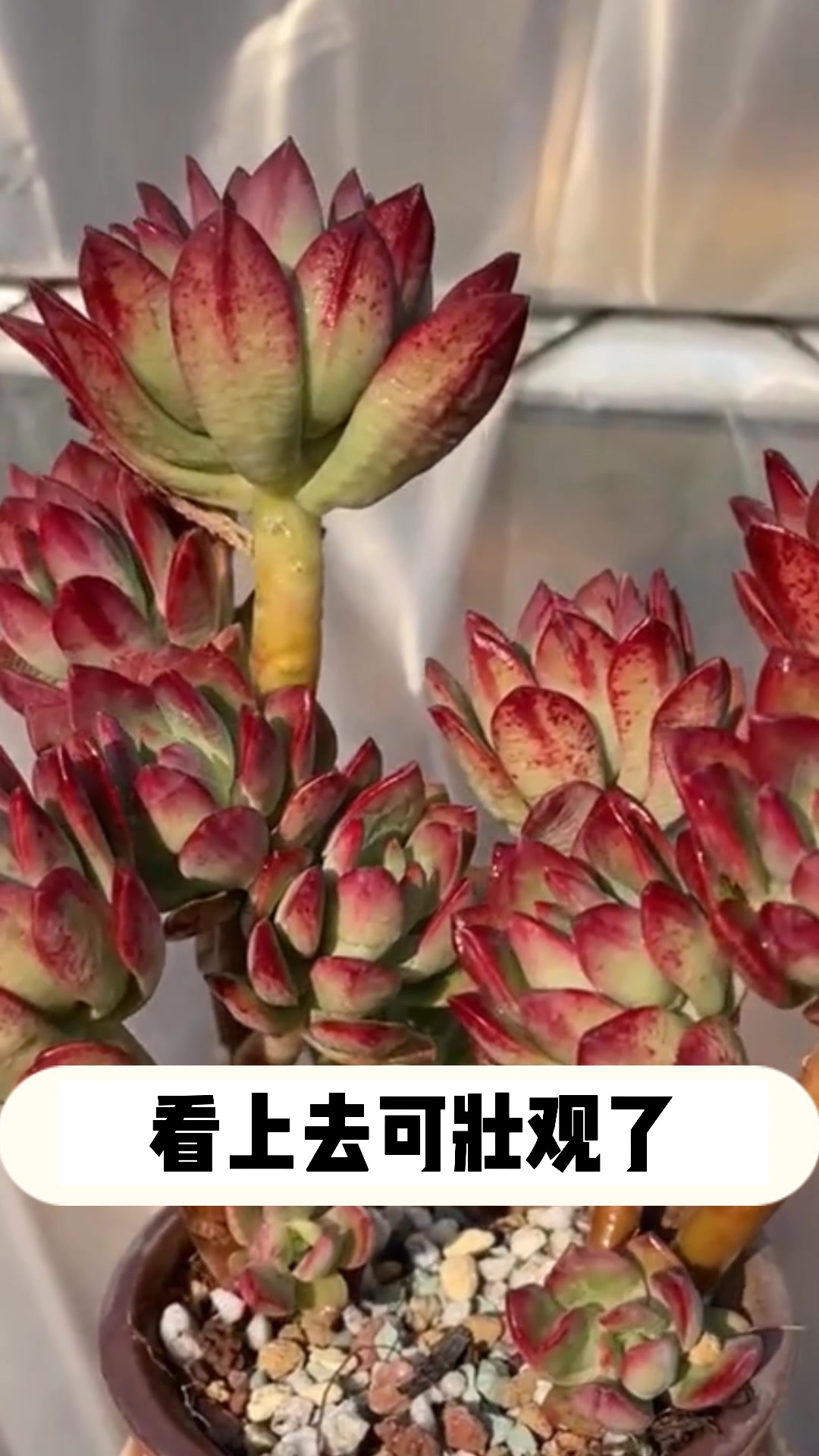 多肉红稚莲的小知识