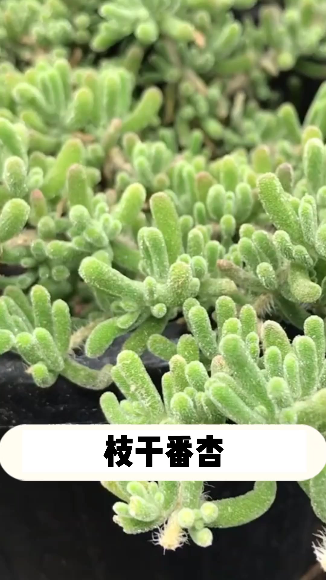 多肉枝干番杏的小知识