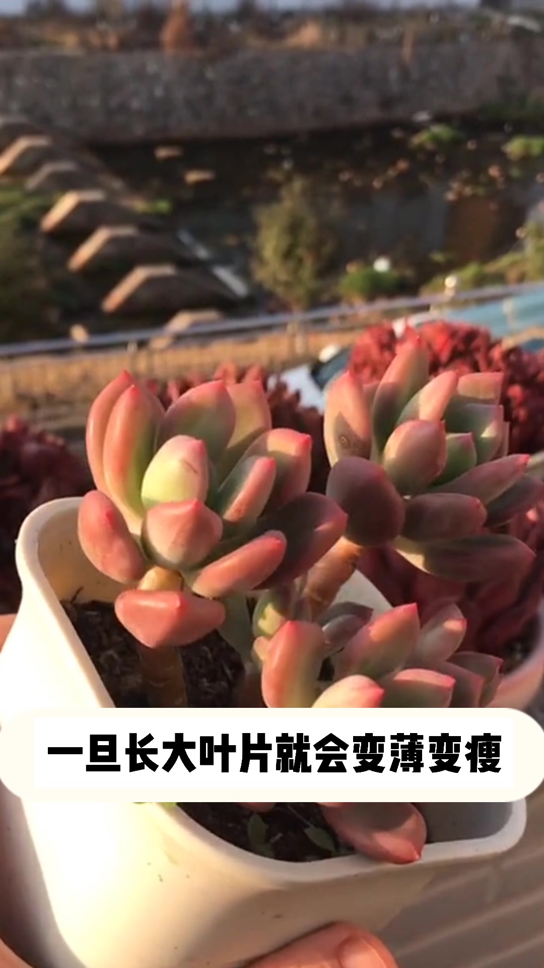 多肉青星美人的小知识