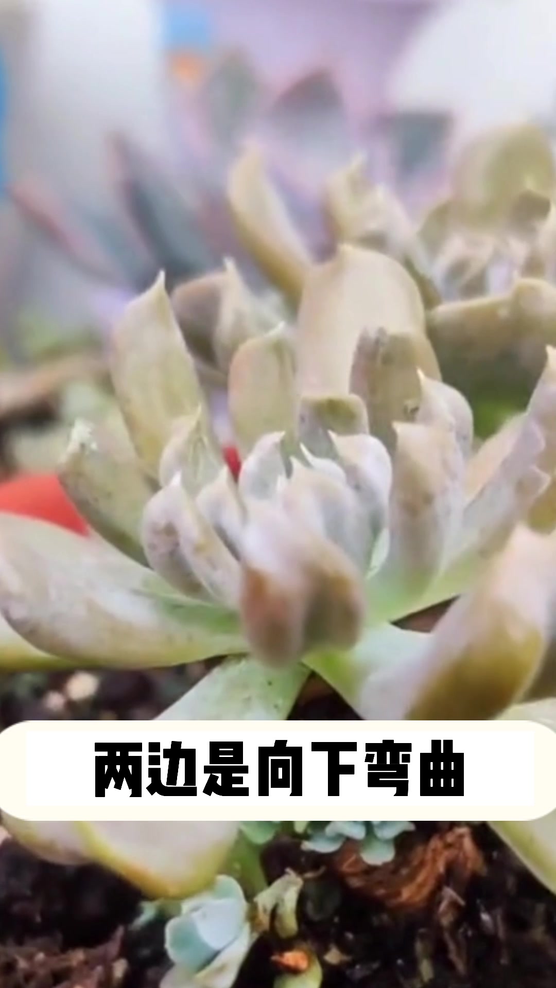 多肉特玉莲的小知识