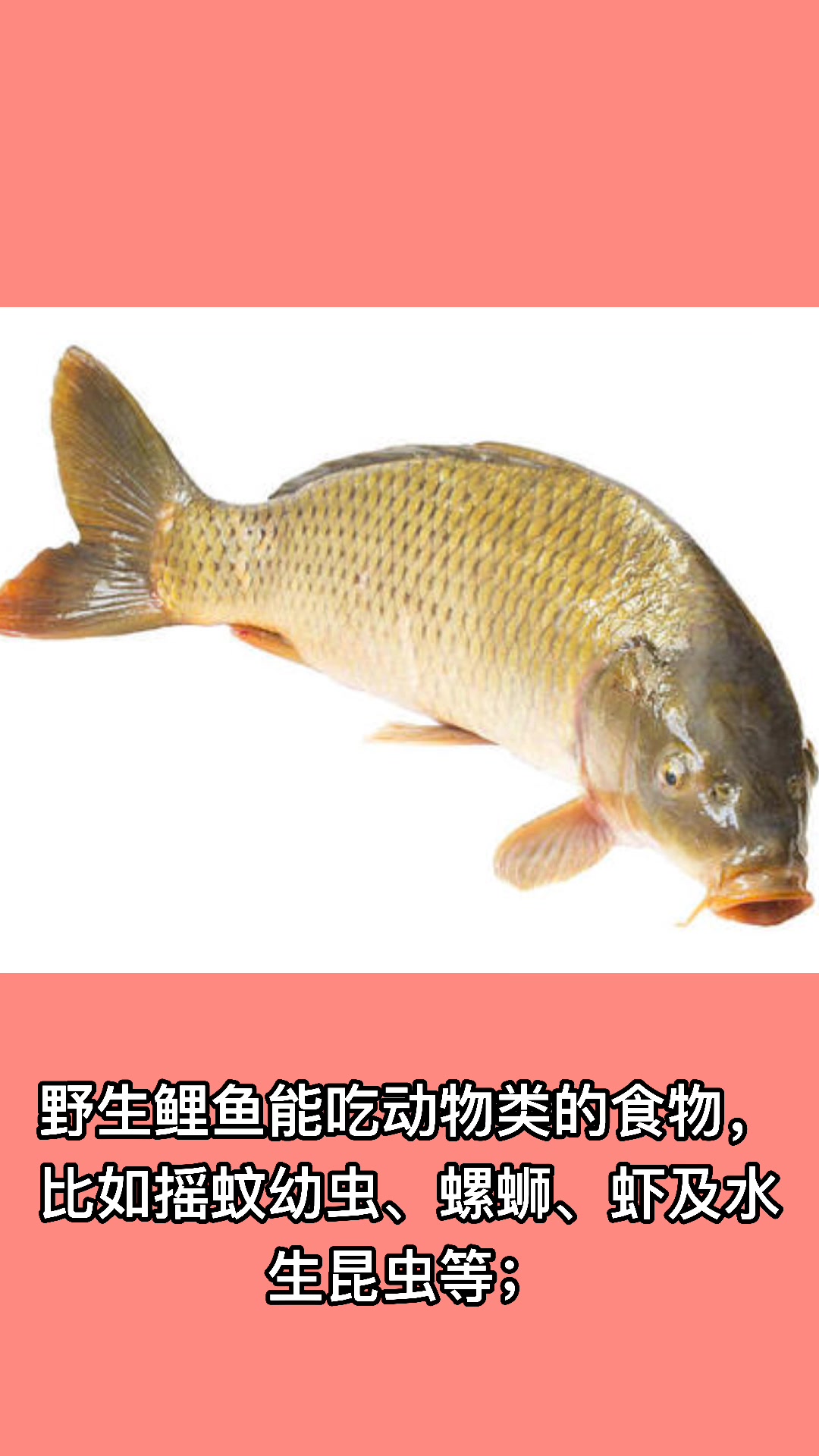 鲤鱼吃什么食物呢?