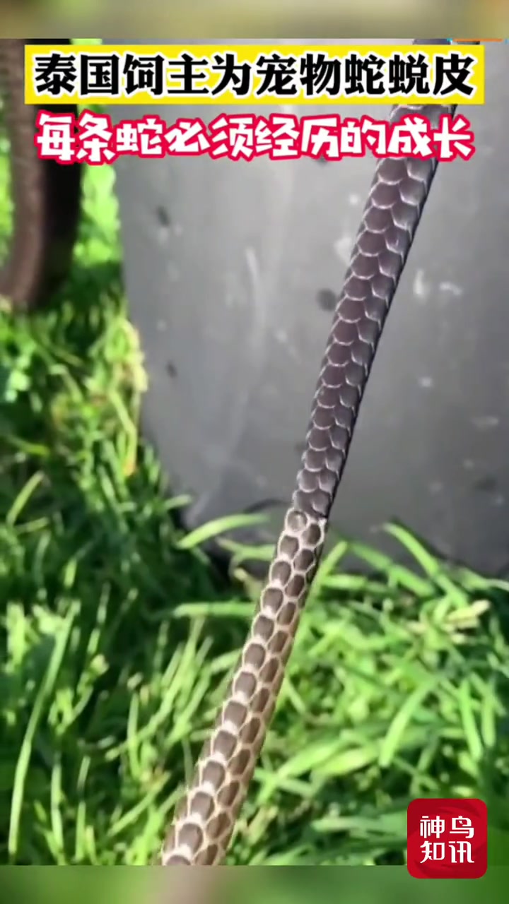 好可爱的小蛇蛇
