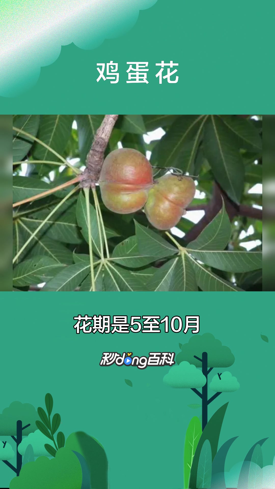 一分钟了解植物鸡蛋花