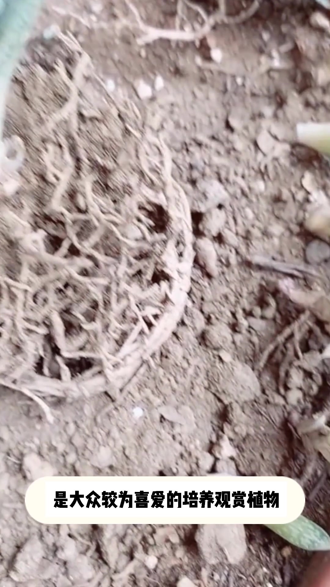 多肉子宝的小知识