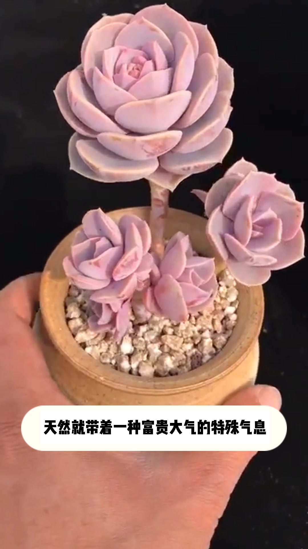 多肉紫珍珠的小知识