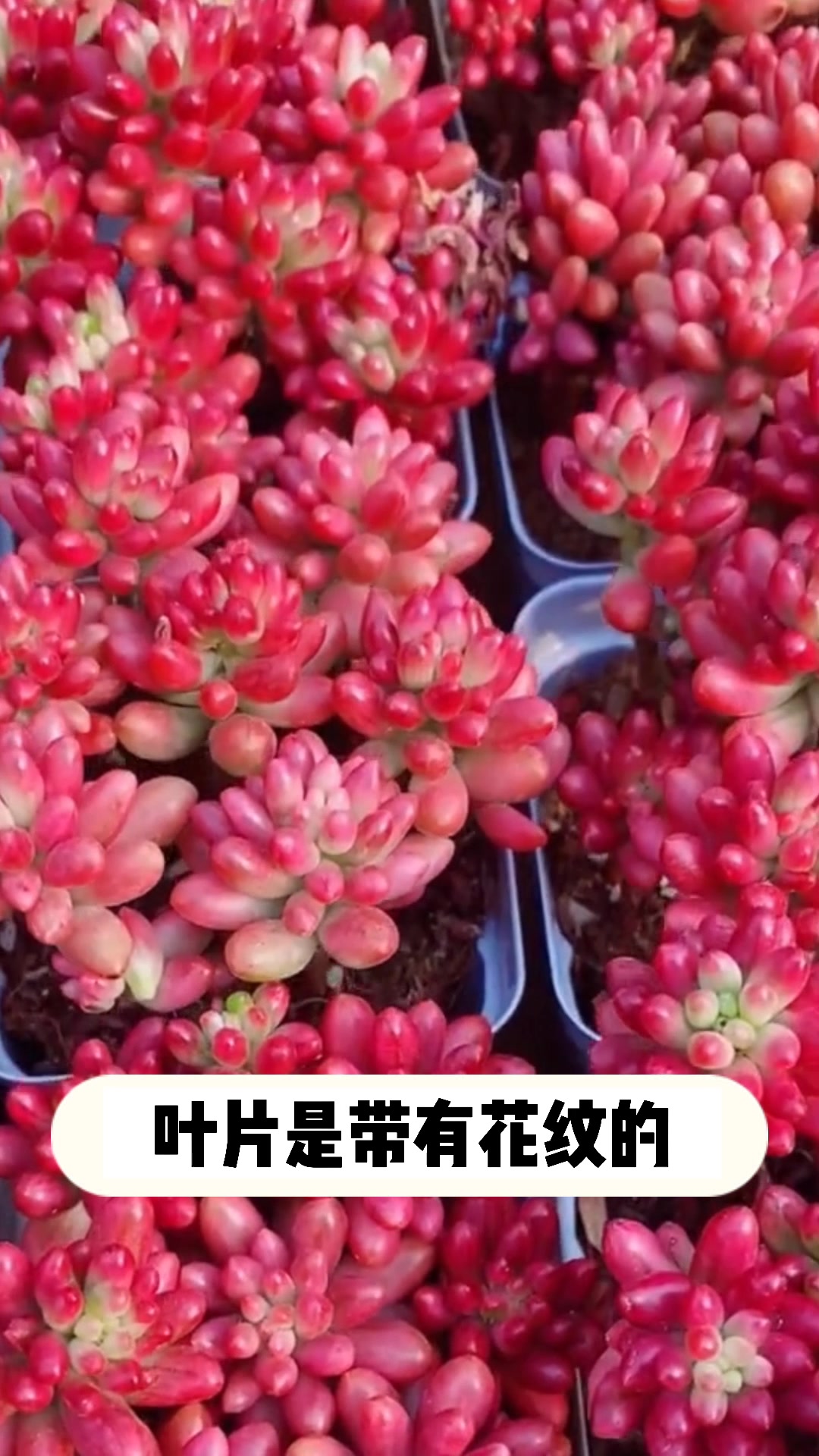 多肉虹之玉锦的小知识