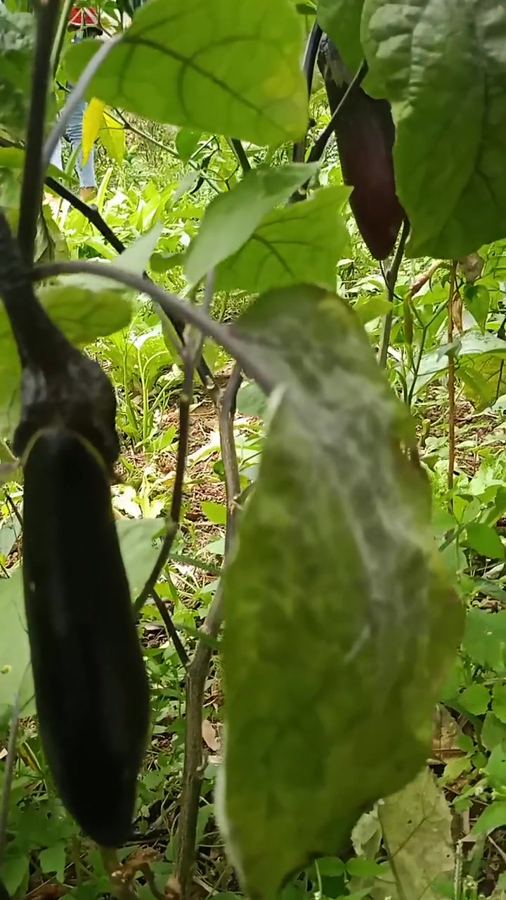 这就是四川穷人家的饭菜,眼前的这幕,网友:穷人孩子早当家!