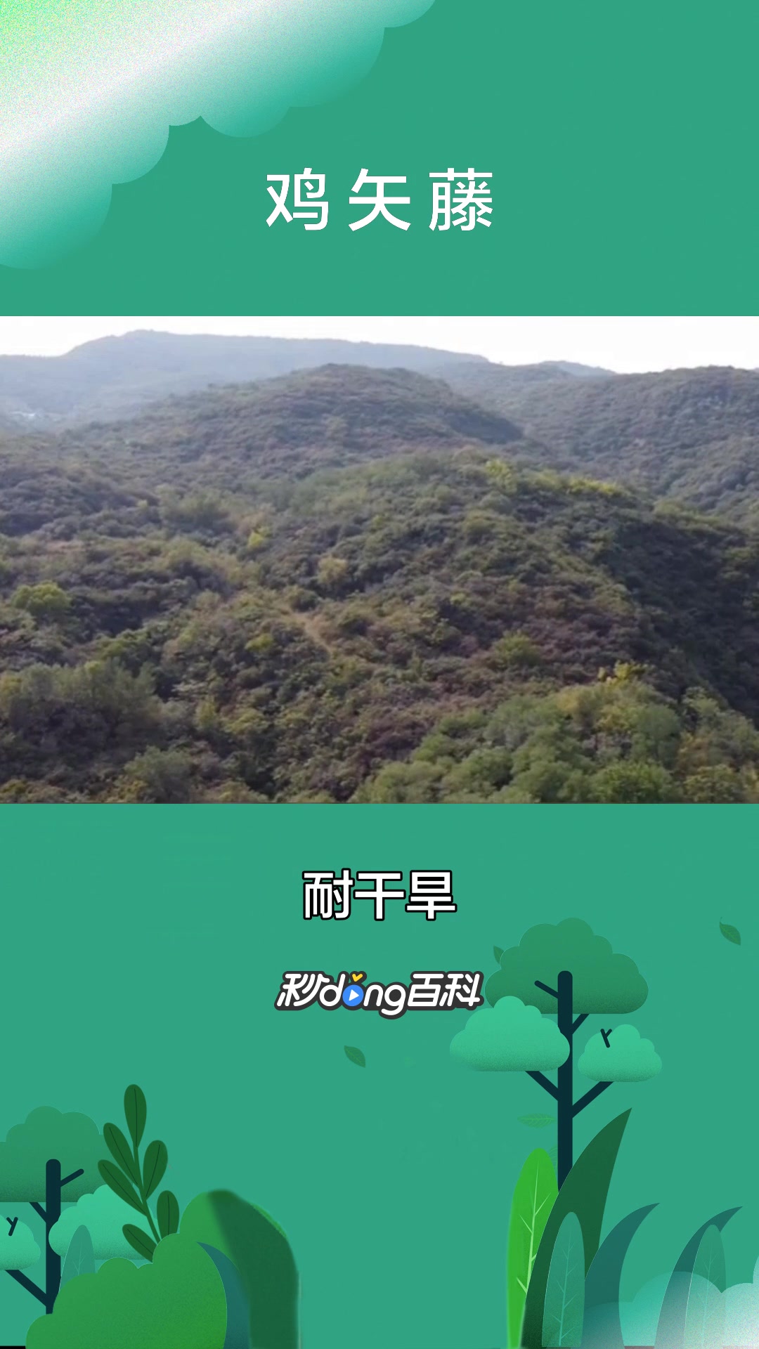 一分钟了解植物鸡矢藤