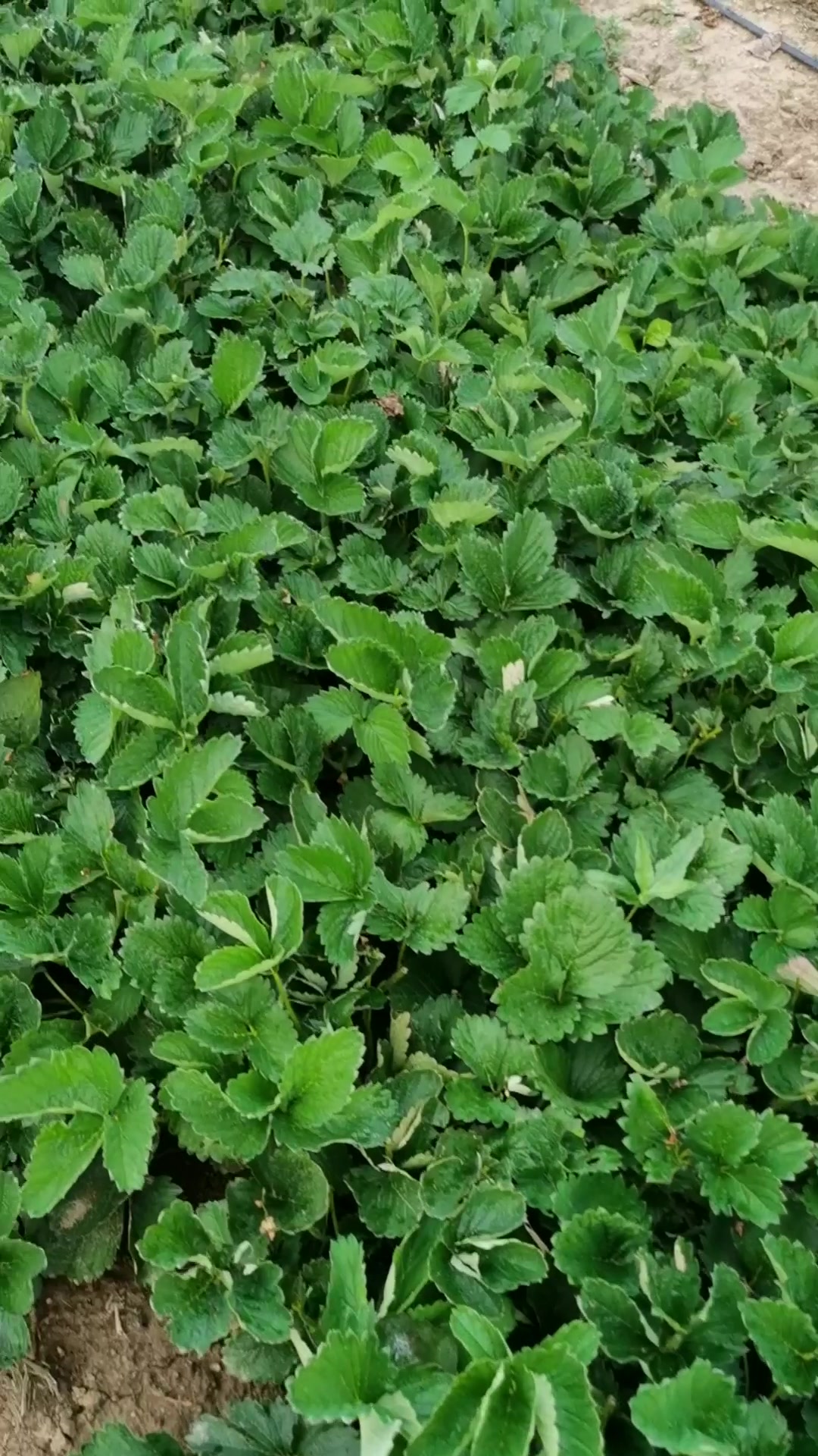 隋珠草莓苗批发价格多少钱